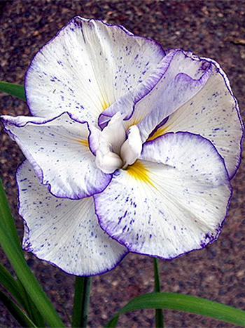 Photos Iris ensata - 